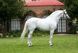 Image result for White Andalusian