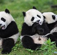 Image result for Giant Panda with Bamboo for Kindergarten