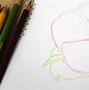 Image result for Drawing Flowers with Colored Pencils