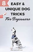 Image result for Unique Dog Tricks