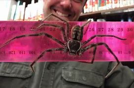 Image result for Huntsman Spider Biggest Size