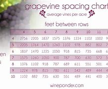 Image result for Grape Vine Spacing