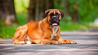 Image result for Happy New Year Boxer Dog