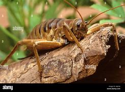 Image result for World's Biggest Cricket Insect