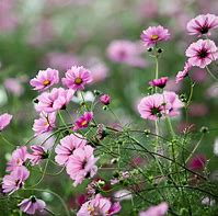 Image result for Pink Flower iPad Wallpaper