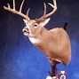 Image result for Whitetail Deer Jawbone