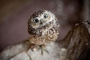 Image result for Little Owls as Pets