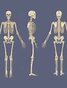 Image result for Skeleton No Labels