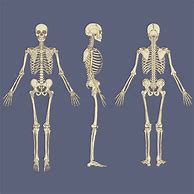 Image result for Human Skeleton PrintOut