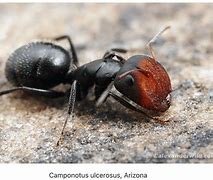 Image result for Cute Ant