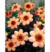 Image result for Dahlia HS First Love