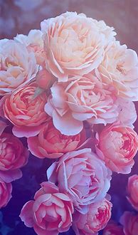 Image result for Rose iPhone Wallpaper Flower