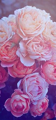 Image result for Rose Gold Flower Background