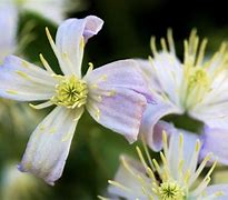 Image result for Clematis bonstedtii Crépuscule