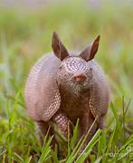 Image result for Armadillo Side View