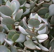 Image result for Silver Dollar Plant