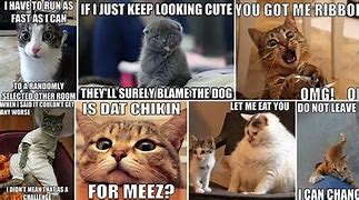 Image result for What Do the People Think of Me Cat Meme