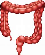 Image result for Colon ClipArt
