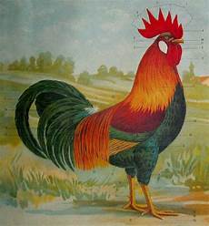 versi di animali da cortile razas italianas de pollos otros razas italianas de pollos versi di animali da cortile razas italianas de pollos otros razas italianas de pollos