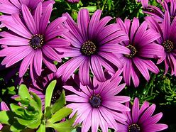 Image result for Purple Daisy