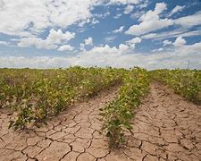 Image result for Drought Crops