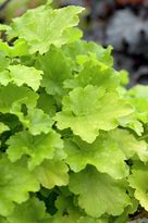 Image result for Heuchera Citronelle (r)