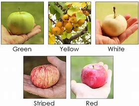 Image result for Inside Color of Apple