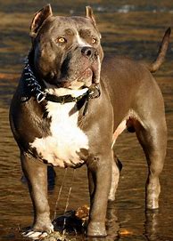 Image result for Pitbull Wearing Leather
