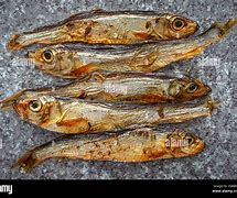 Image result for Sprat Fish Close Up