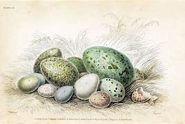 Image result for Clip Art Rustic Bird Eggs