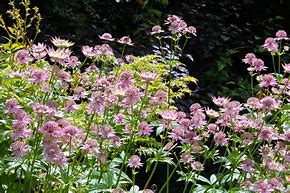 Image result for Astrantia major Florence