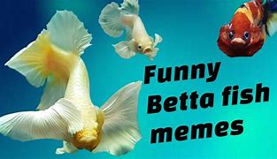 Image result for Throwing Back the Big Fish Meme