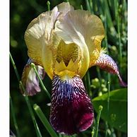 Image result for Iris sambucina