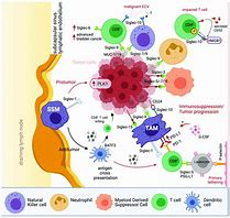 Image result for Siglec 1 Rig Pathway Dengue