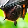 Image result for Fruit Bat Next to Human
