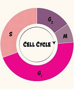 Image result for iPhone Cell Phase