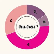 Image result for Colorful Cell Cycle Image