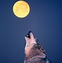 Image result for Wolf Name Moon Moon