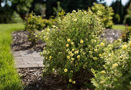 Bildergebnis für Potentilla fruticosa Lemon Meringue