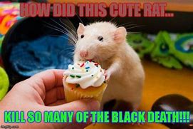 Image result for Rat Exploding Meme