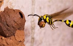 Image result for "potter-wasp"