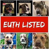 Image result for Enfield CT Dog Pound