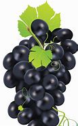 Image result for Black Grape Varieties