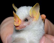 Image result for Long Ear Bat Albino