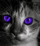 Image result for Purple-Eyed