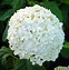 Image result for Hydrangea arborescens Strong Annabelle