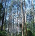 Image result for World's Biggest Tree