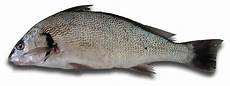 piombatura denti ombrina caratteristiche e differenze con branzino e orata piombatura denti ombrina caratteristiche e differenze con branzino e orata