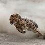 Image result for Amazing Nature Animals