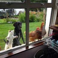 Image result for Cat Looking Out Window Meme